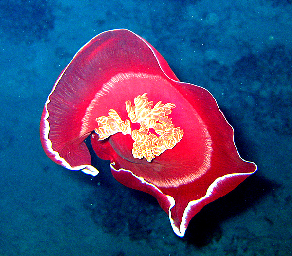 Рифы Хургады. Испанский танцор.