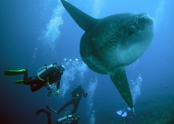 Нуса Тенгара Нуса Тенгара