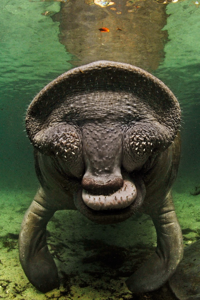 Поцелуй ламантина Поцелуй ламантина