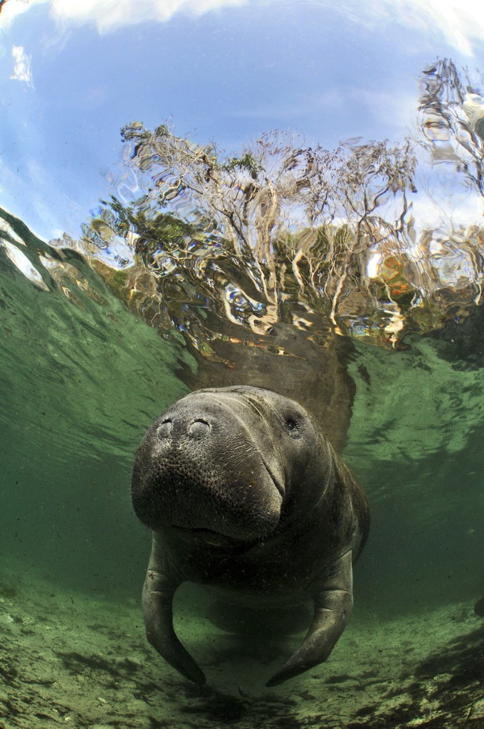 Ламантин Ламантин