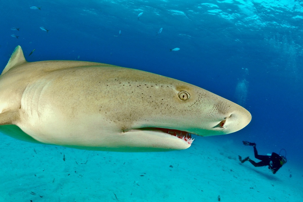Lemon shark Lemon shark