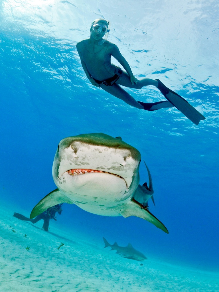 Tiger shark Tiger shark