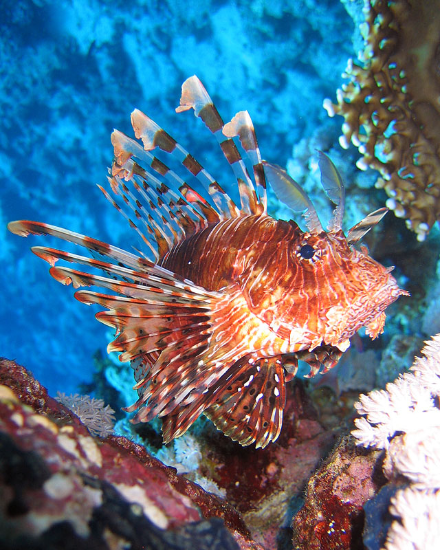 Хургада 2007 Хургада 2007