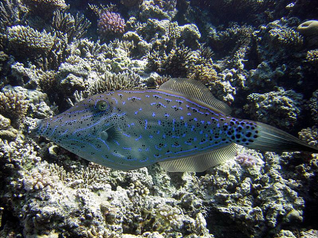 Aluterus scriptus Aluterus scriptus