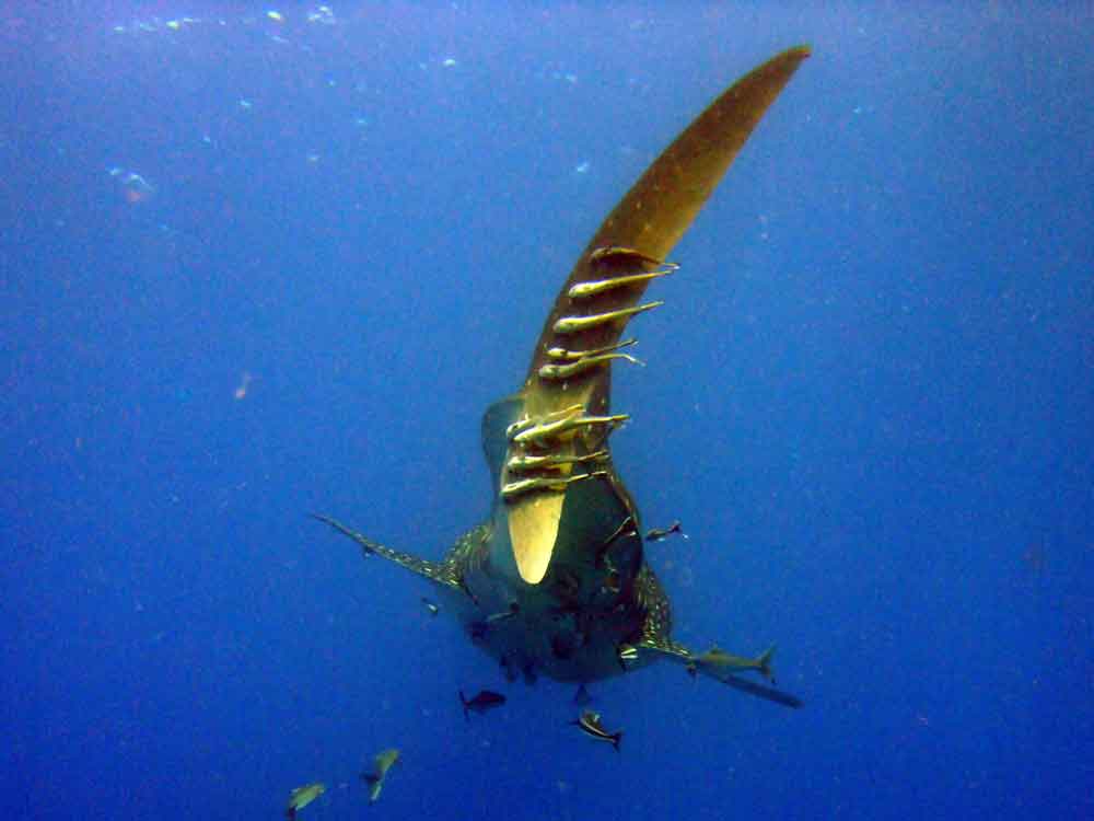 китовая на острове кох принс, камбоджа китовая на острове кох принс, камбоджа