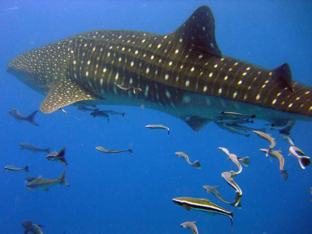 китовая акула на кох принс, камбоджа китовая акула на кох принс, камбоджа