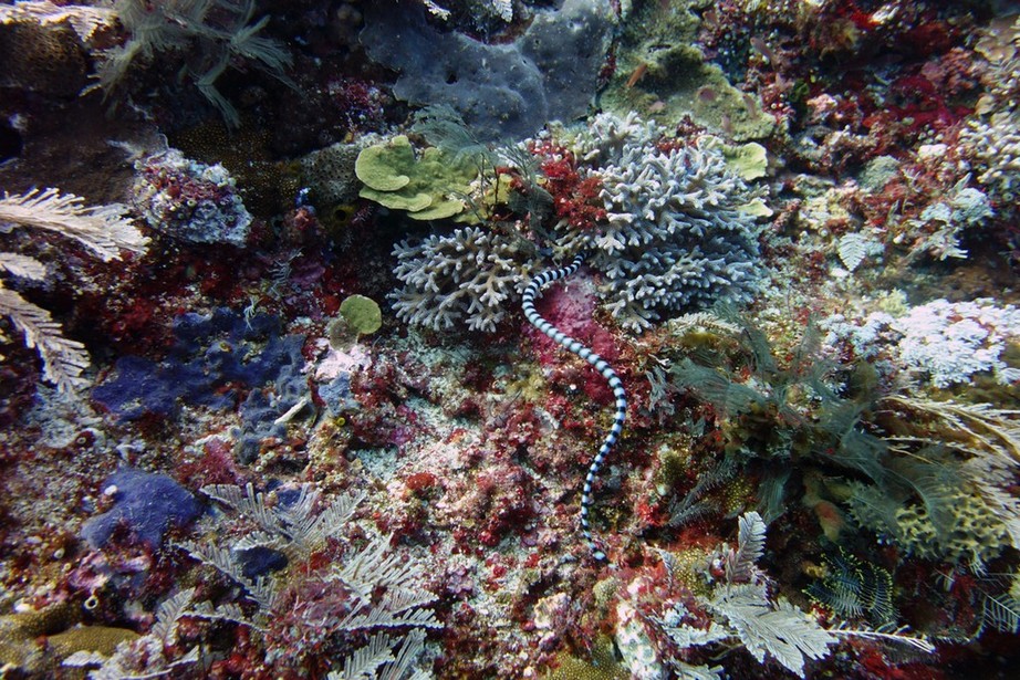 Индонезия_май 2013 Индонезия_май 2013