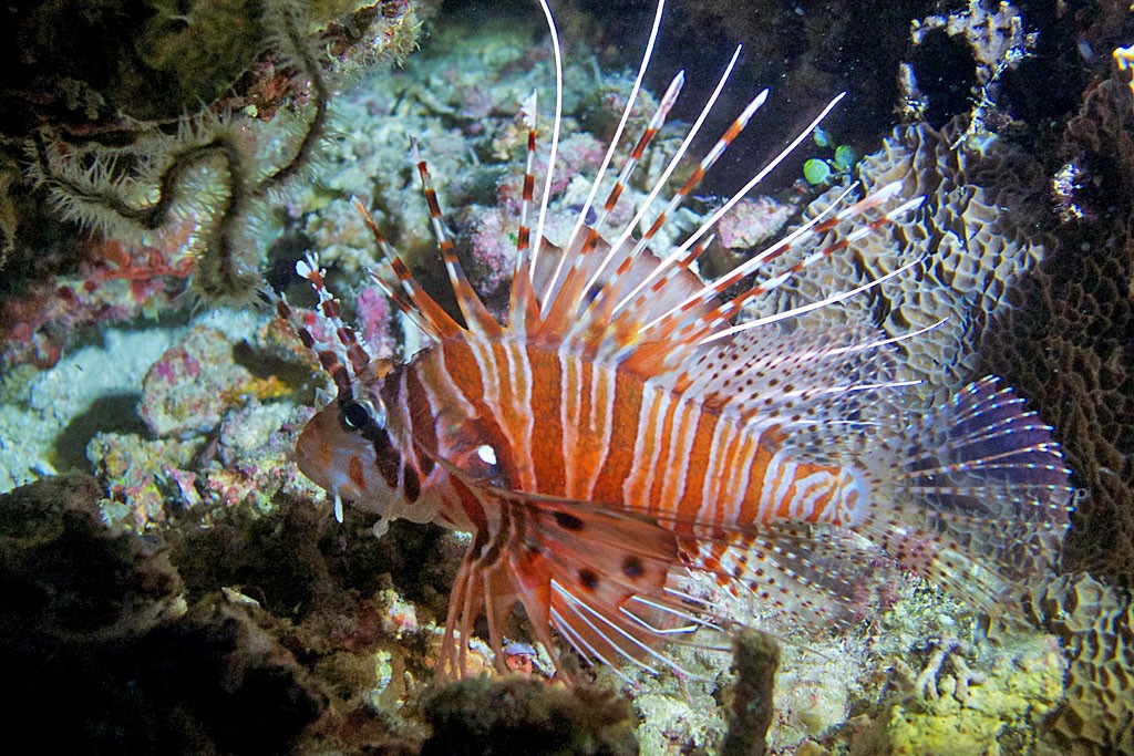 Индонезия_май 2013 Индонезия_май 2013