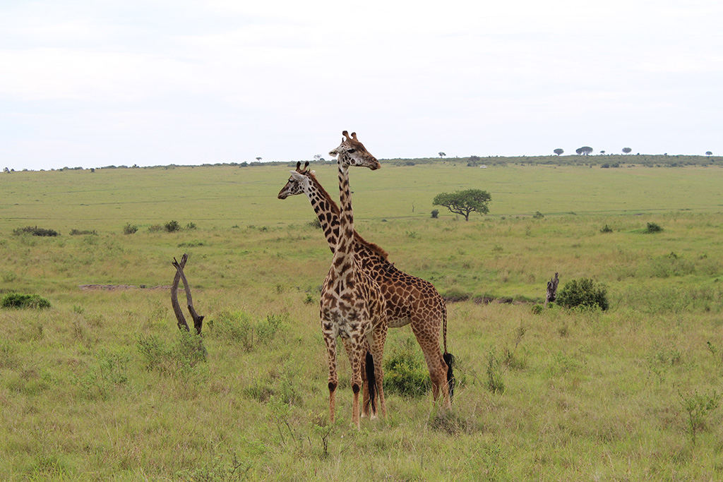 Кения 2013 Кения 2013