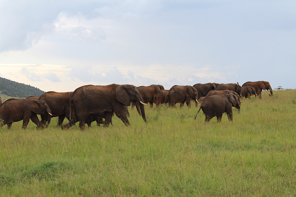 Кения 2013 Кения 2013