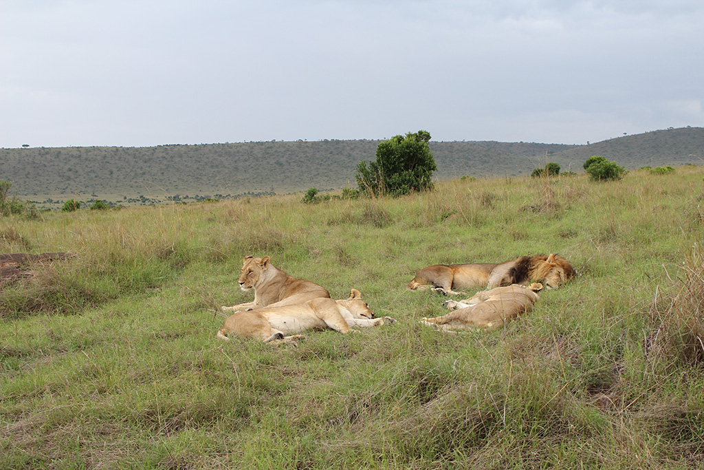 Кения 2013 Кения 2013