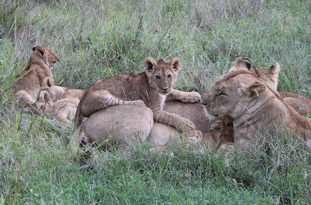 Кения 2013 Кения 2013