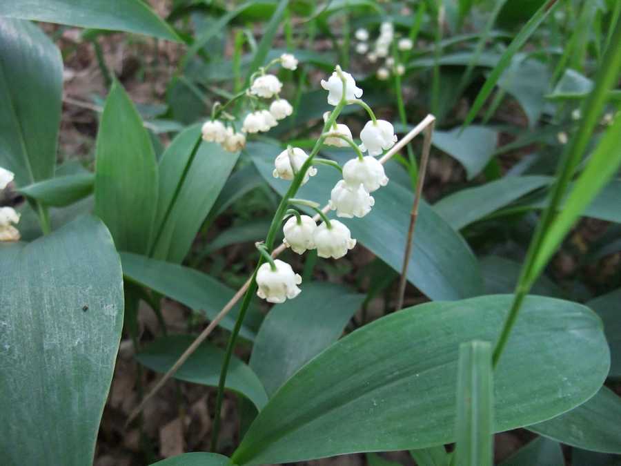 прдлро прдлро