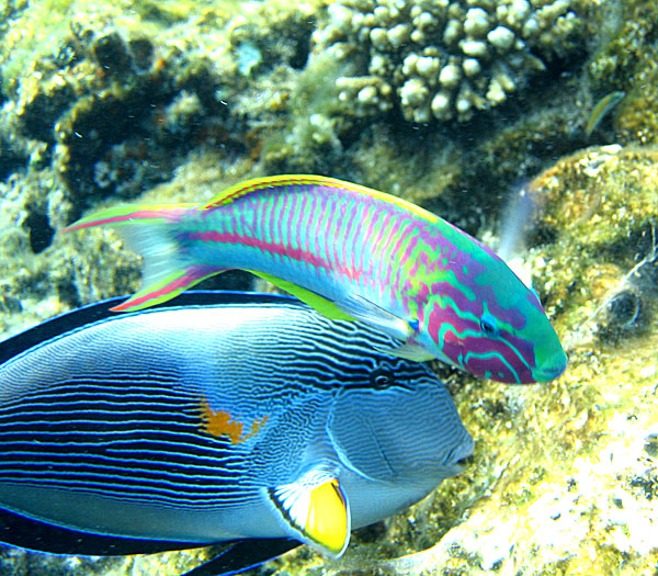 Рифы Хургады. Талассома Расса и Сохал