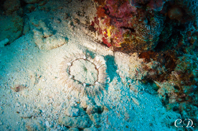 зубастое чудовище зубастое чудовище