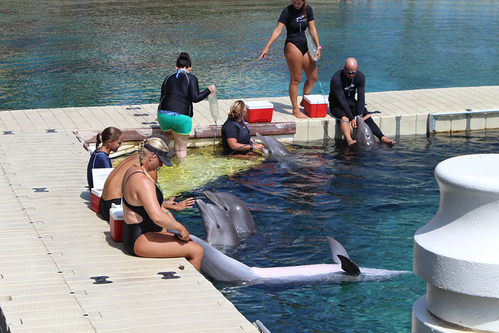 Гавайи. Август 2013. Гавайи. Август 2013.
