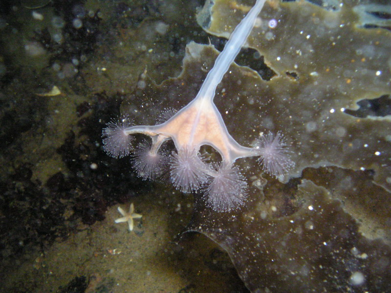 Белое море-2007 Белое море-2007