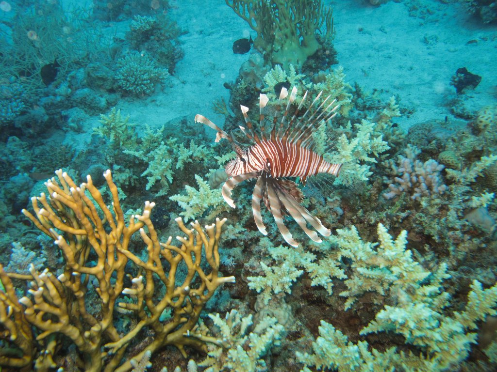 Египет 2013 Сафари ДЦ "Садко" M/Y "Sun Shine" Египет 2013 Сафари ДЦ "Садко" M/Y "Sun Shine"