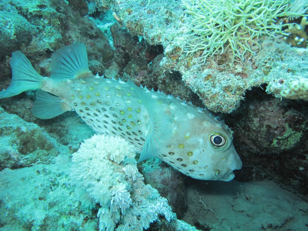 Египет 2013 Сафари ДЦ "Садко" M/Y "Sun Shine" Египет 2013 Сафари ДЦ "Садко" M/Y "Sun Shine"