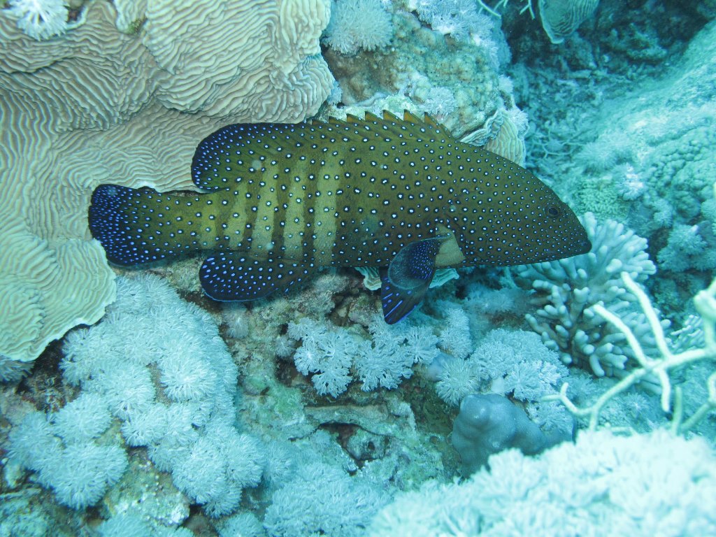 Египет 2013 Сафари ДЦ "Садко" M/Y "Sun Shine" Египет 2013 Сафари ДЦ "Садко" M/Y "Sun Shine"