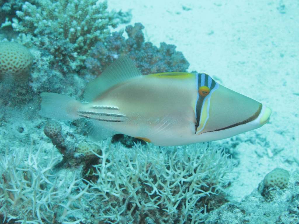 Египет 2013 Сафари ДЦ "Садко" M/Y "Sun Shine" Египет 2013 Сафари ДЦ "Садко" M/Y "Sun Shine"