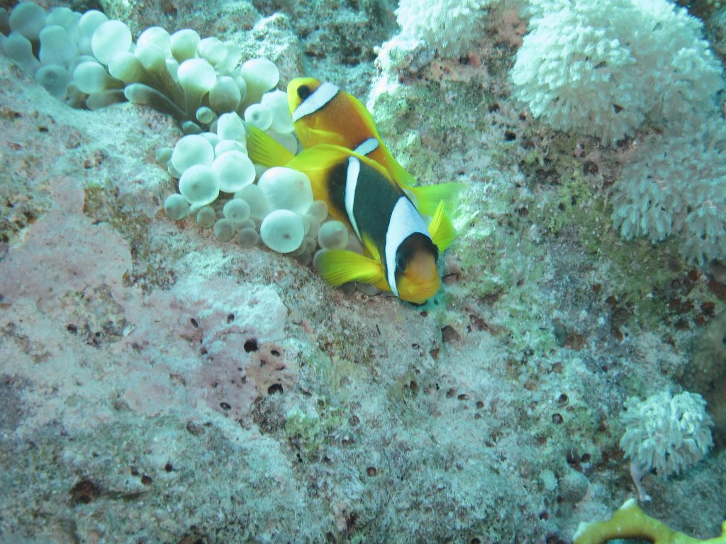 Египет 2013 Сафари ДЦ "Садко" M/Y "Sun Shine" Египет 2013 Сафари ДЦ "Садко" M/Y "Sun Shine"