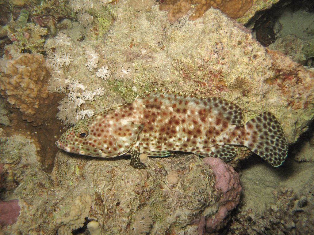 Египет 2013 Сафари ДЦ "Садко" M/Y "Sun Shine" Египет 2013 Сафари ДЦ "Садко" M/Y "Sun Shine"