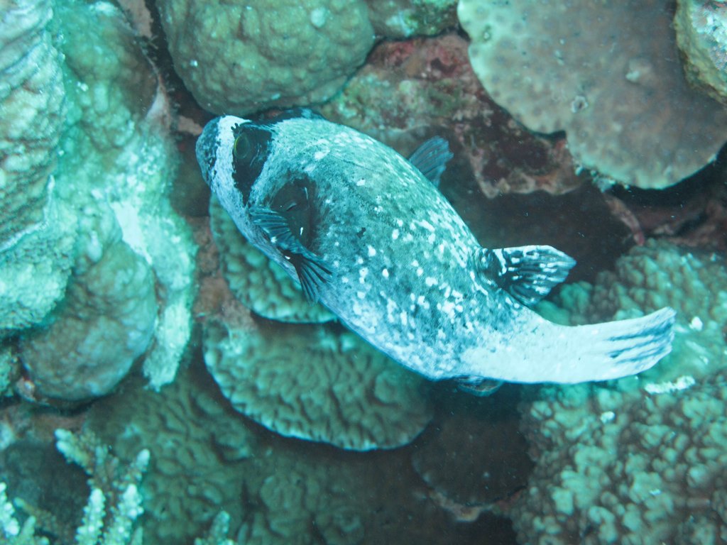 Египет 2013 Сафари ДЦ "Садко" M/Y "Sun Shine" Египет 2013 Сафари ДЦ "Садко" M/Y "Sun Shine"