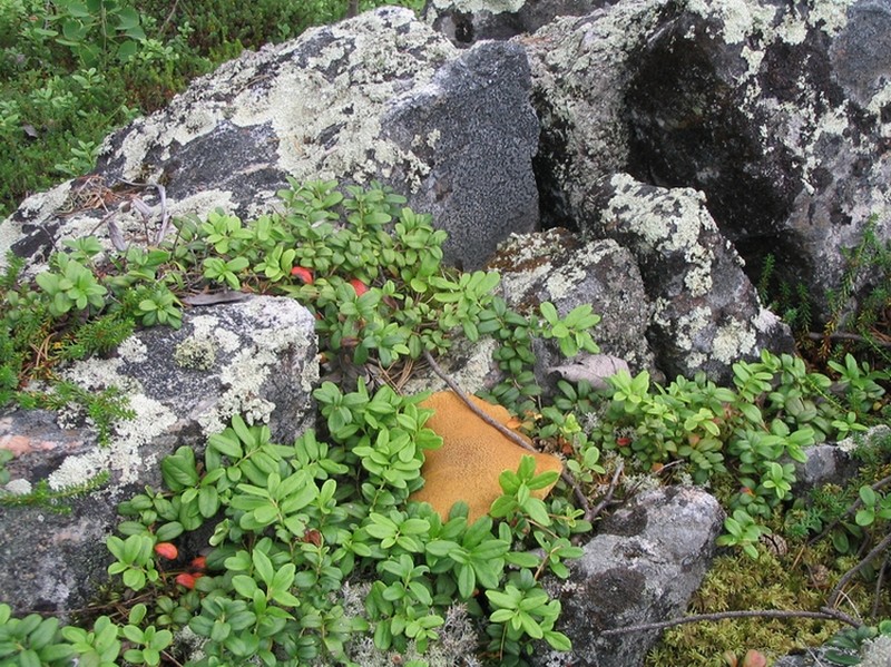 Белое море-2007 Белое море-2007