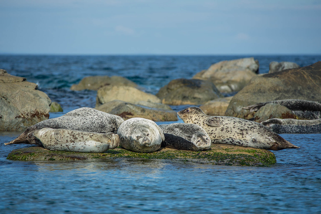 "Нерпятник" "Нерпятник"