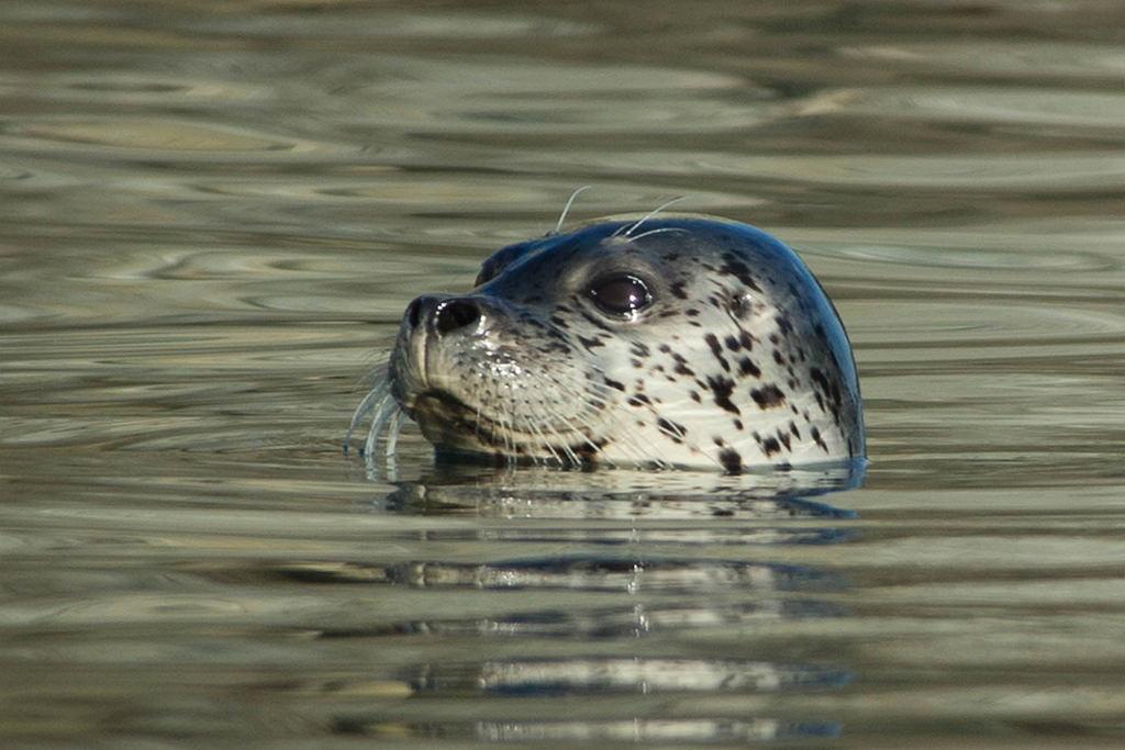 Кто пришел ? Кто пришел ?