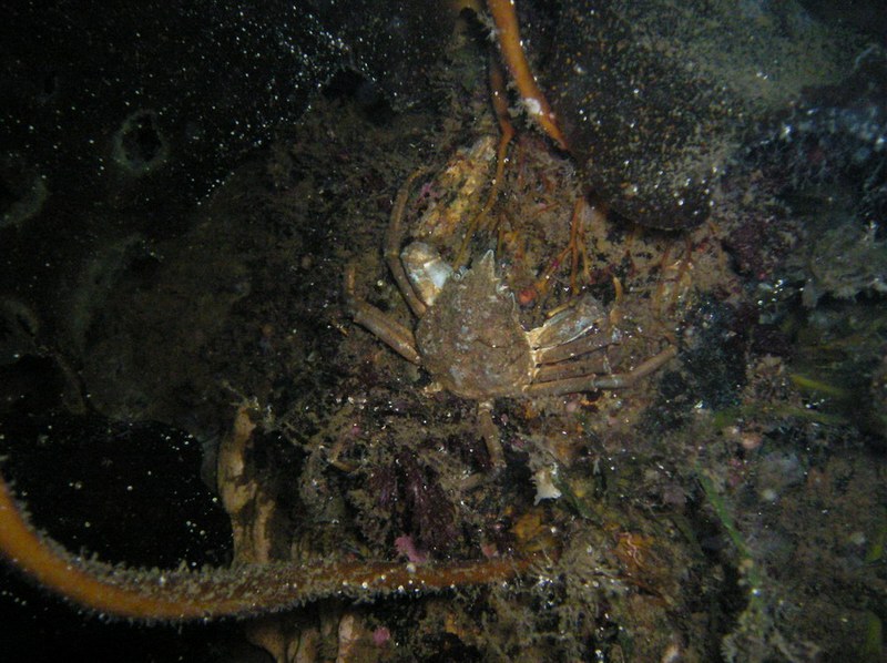 Белое море-2007 Белое море-2007