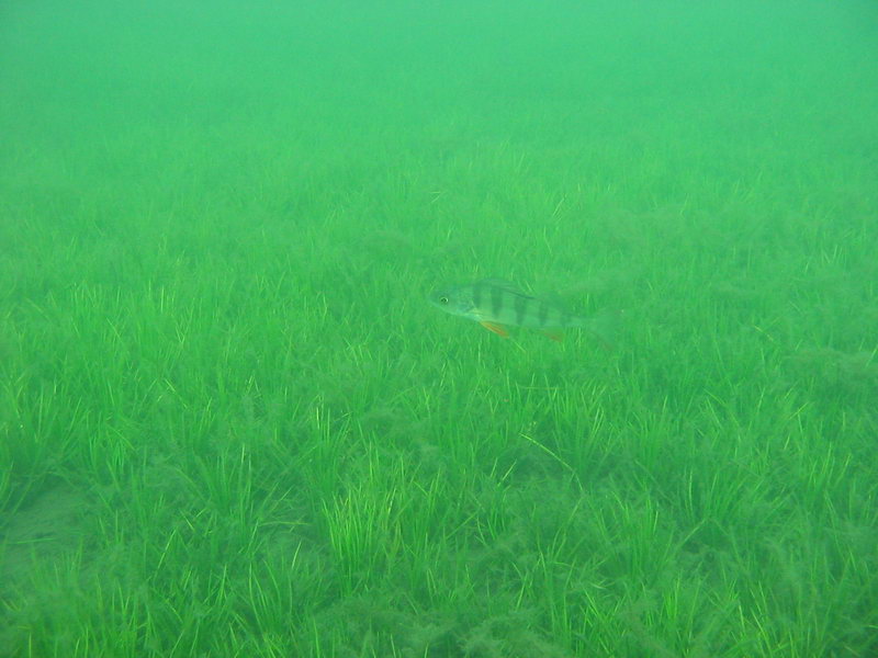 Окунь Окунь