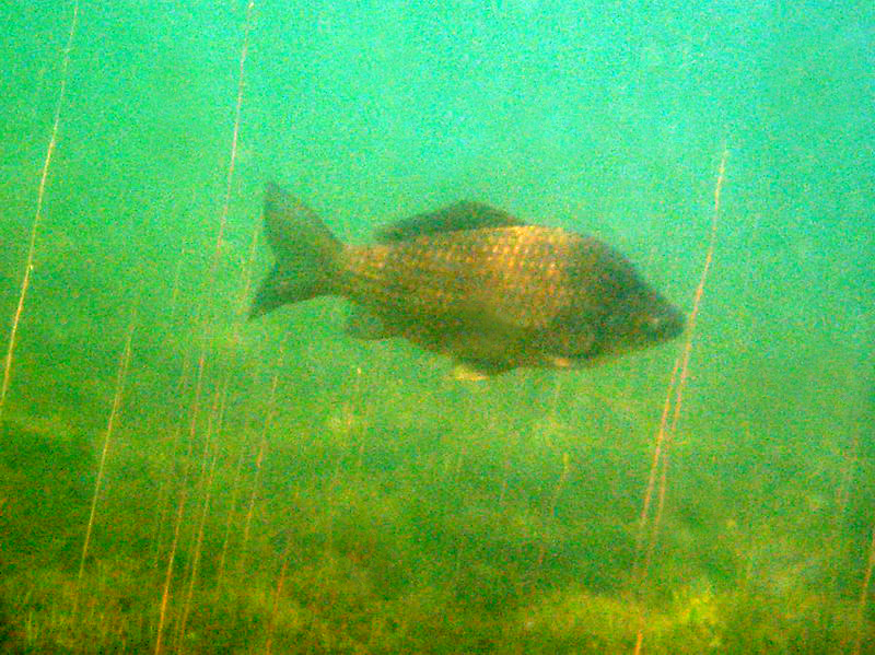 Новый карпообразный Новый карпообразный