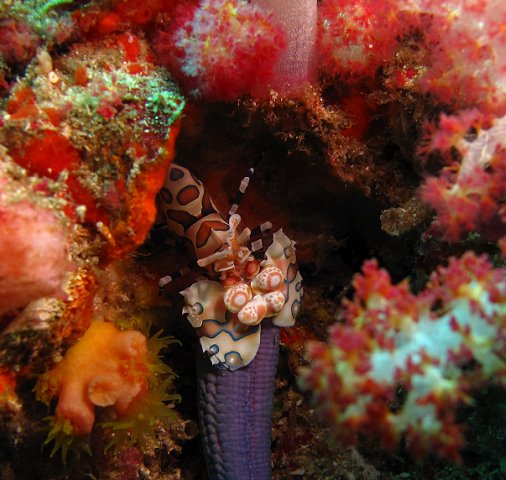 гкнгш гкнгш