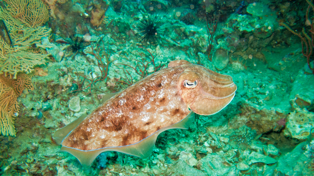 Таиланд Таиланд