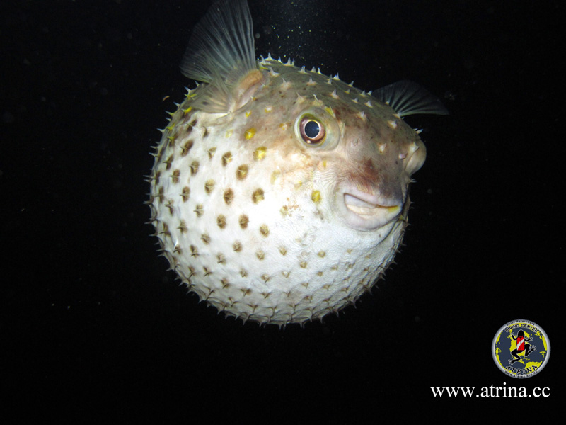 Atrina Abu Fandera 2013 Atrina Abu Fandera 2013