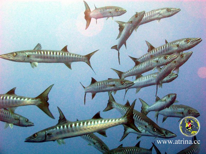 Atrina Abu Fandera 2013 Atrina Abu Fandera 2013