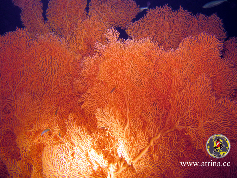 Atrina Abu Fandera 2013 Atrina Abu Fandera 2013