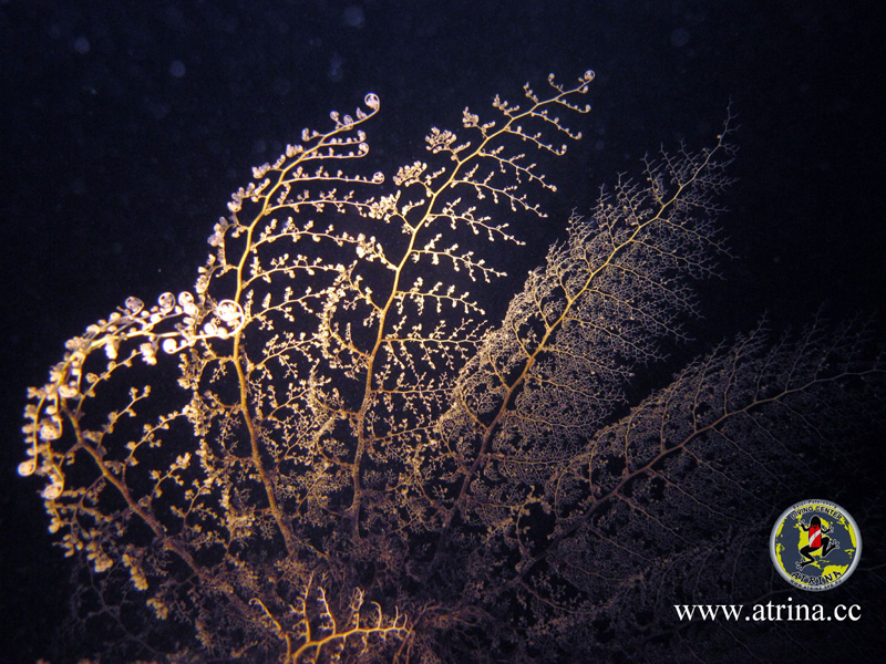 Atrina Abu Fandera 2013 Atrina Abu Fandera 2013