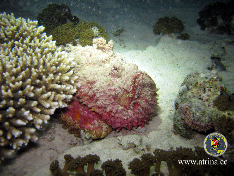 Atrina Abu Fandera 2013 Atrina Abu Fandera 2013