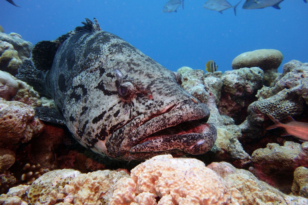 Австралия Австралия