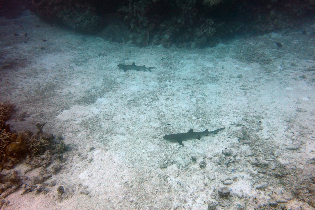 Австралия Австралия