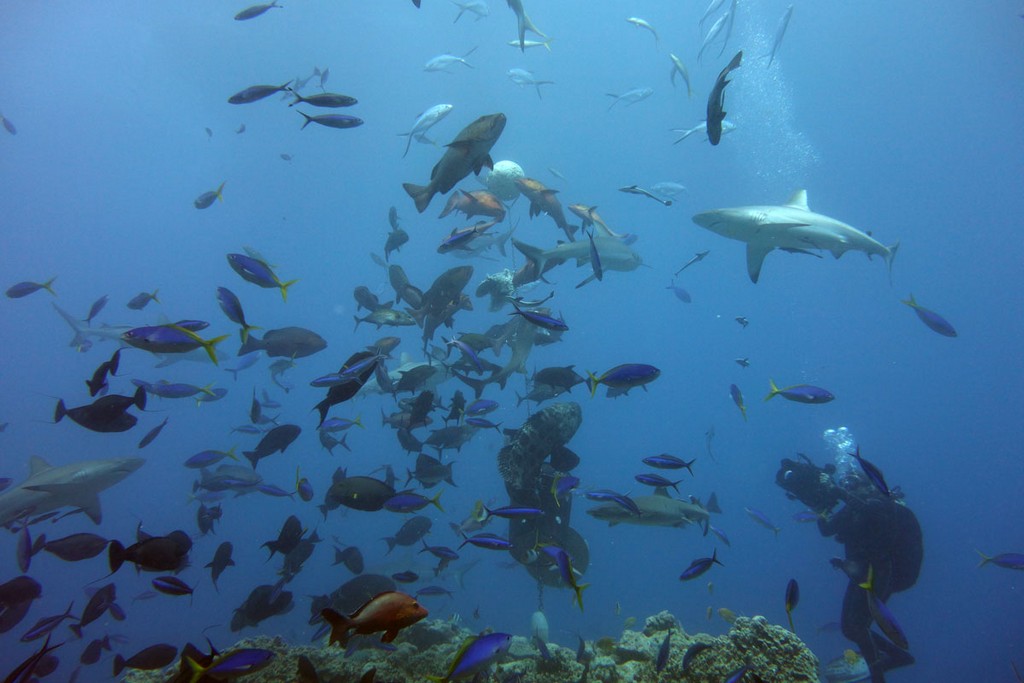 Австралия Австралия