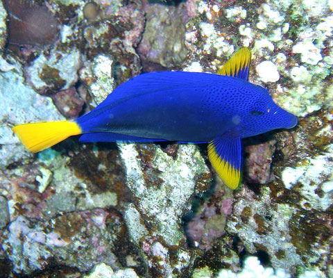 Рифы Хургады. Желтохвостая зебрасома.