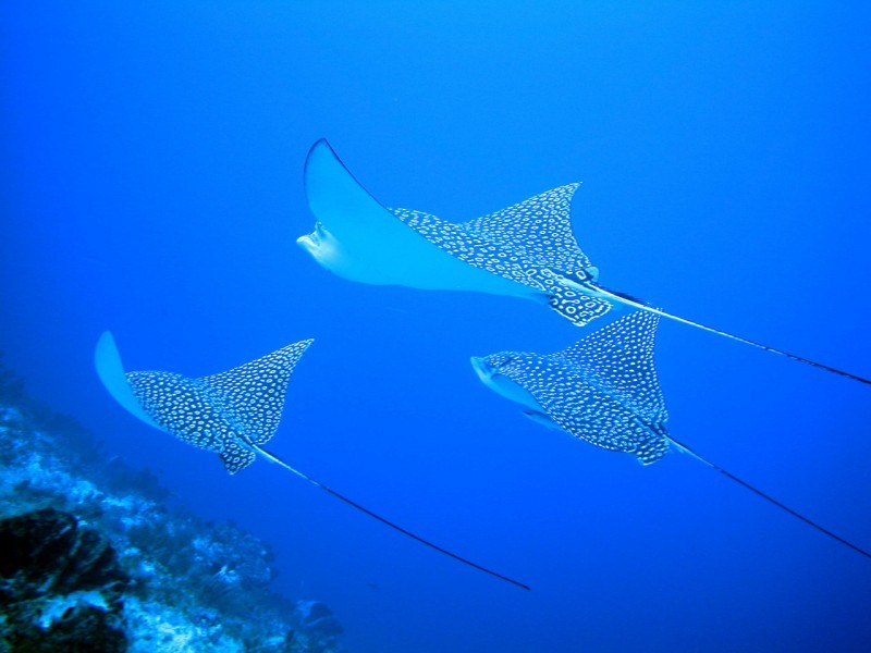 Мексика Мексика