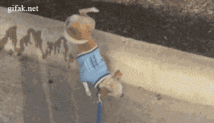 PissingDog PissingDog