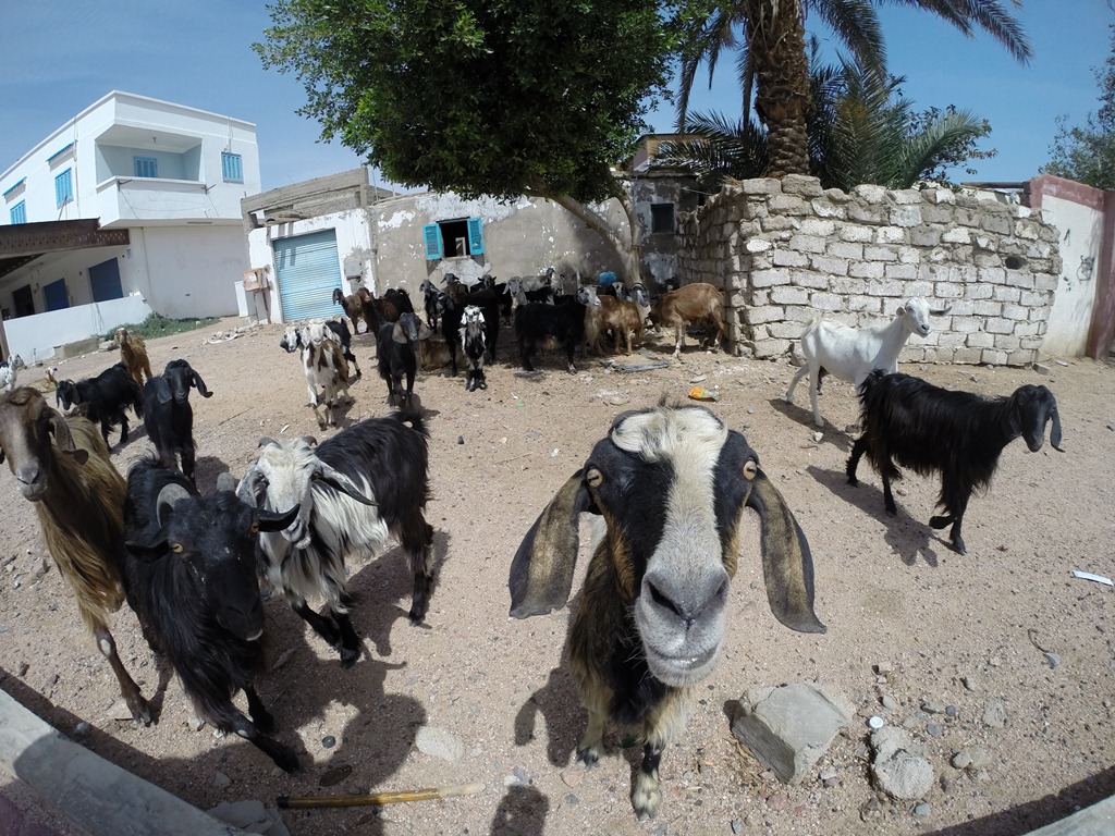 Дахаб. Март, 2014 г. Дахаб. Март, 2014 г.