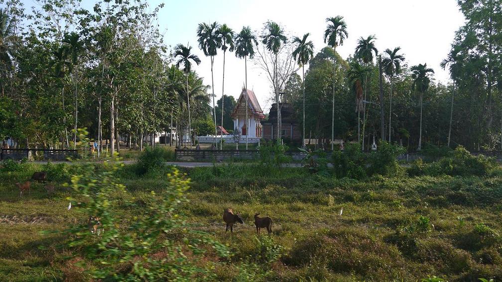 Таиланд, путешествие по островам, февраль 2014 Таиланд, путешествие по островам, февраль 2014