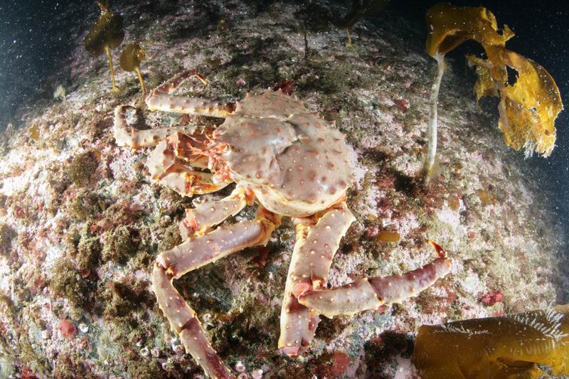 Пилот. Баренцево (13-19.08.07). Пилот. Баренцево (13-19.08.07).